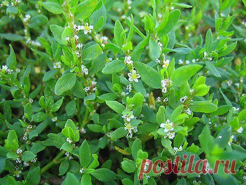 Лечение камней в почках травой спорыша | Друг пенсионера