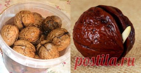 Как прорастить и высадить на своем участке грецкий орех - Женский Журнал Сентябрь и октябрь — время массового сбора грецких орехов. Наверняка многие, доставая из скорлупы особенно вкусные ядра, задавали себе вопрос: «А не вырастить ли мне дерево с такими же плодами у себя на участке?» Прорастить грецкий орех и использовать его как посадочный материал для выращивания полноценного дерева возможно. Сегодня мы расскажем, как это правильно сделать. Как прорастить …