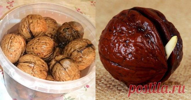 Как прорастить и высадить на своем участке грецкий орех - Женский Журнал Сентябрь и октябрь — время массового сбора грецких орехов. Наверняка многие, доставая из скорлупы особенно вкусные ядра, задавали себе вопрос: «А не вырастить ли мне дерево с такими же плодами у себя на участке?» Прорастить грецкий орех и использовать его как посадочный материал для выращивания полноценного дерева возможно. Сегодня мы расскажем, как это правильно сделать. Как прорастить …