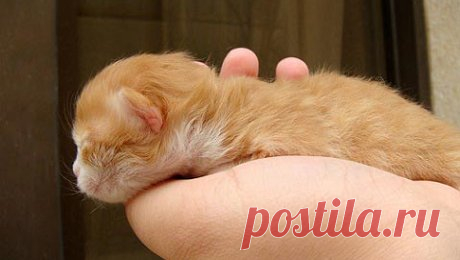 Чем кормить котенка и как это правильно делать | Кормление котят, составление рациона питания в 2, 3, 4 месяца – Муркотэ о кошках и котах