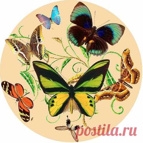 Бабочки (круглые, винтажные...).