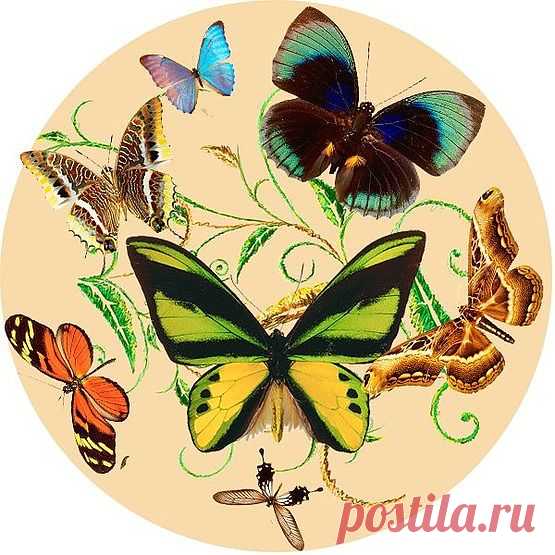 Бабочки (круглые, винтажные...).