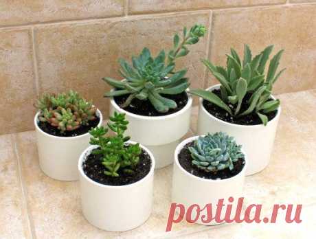 Дачные поделки из пластиковых труб / Как сэкономить