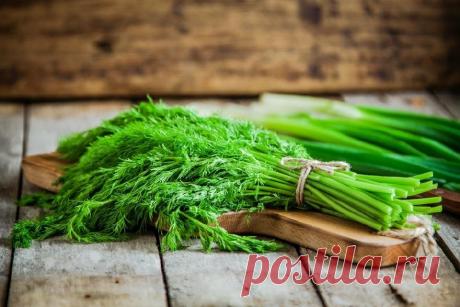 Подруга рассказала как хранить укроп свежим в банке всю зиму и не морозить, по ее совету храню, делюсь хитростью | Уютный блог домохозяйки | Яндекс Дзен