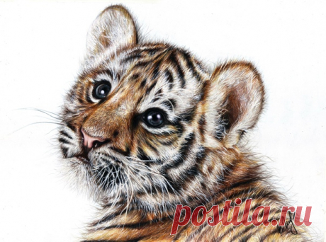 Тигренок 
Размер А4, карандаши цветные Prismacolor Premier, гуашь белая.

#Цветныекарандаши #рисунокцветнымикарандашами #рисунок
