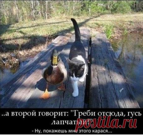 котики Поиск