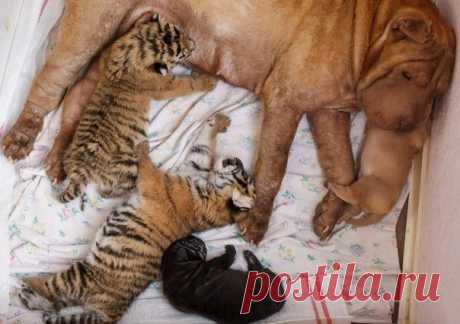 Мой Мир@Mail.Ru