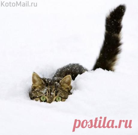 Засада в сугробе