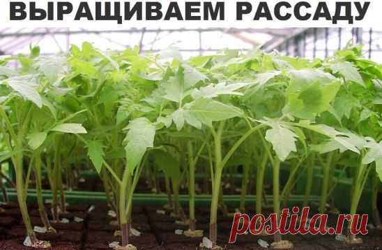 (53) Одноклассники