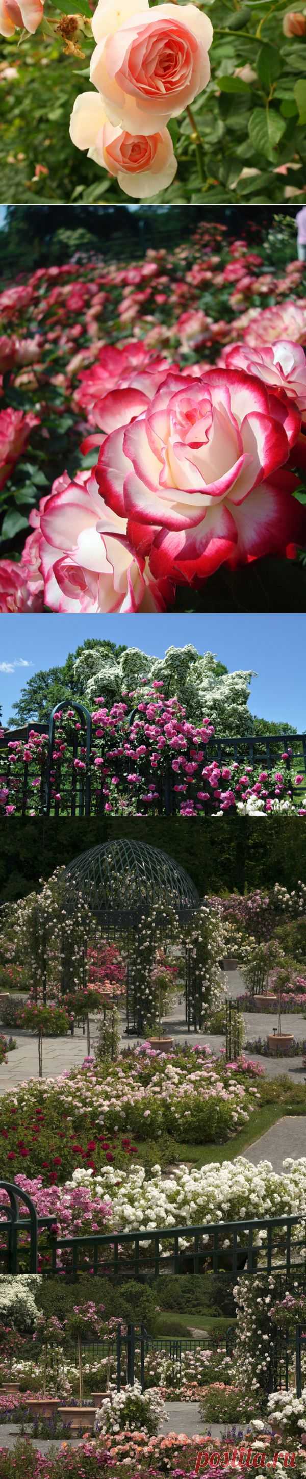 Сад Роз Пэгги Рокфеллер в Нью-Йоркском Ботан.саду | Самоцветик