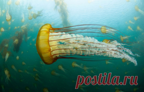 30 фото медуз — самых невероятных морских обитателей