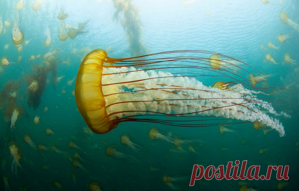 30 фото медуз — самых невероятных морских обитателей