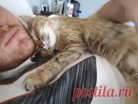 20+ животных, ради которых хозяева готовы на все