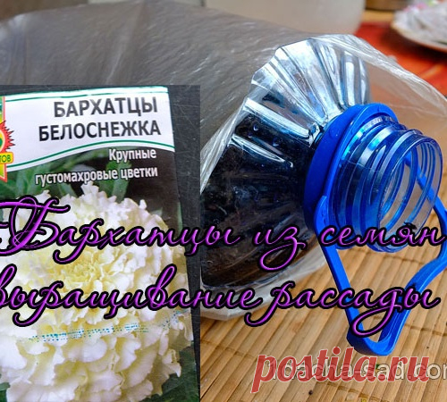 Бархатцы из семян — когда сажать и как сеять на рассаду