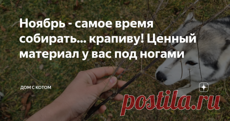 Ноябрь - самое время собирать... крапиву! Ценный материал у вас под ногами Первые, еще бесснежные морозы начали прихватывать наш лес. А это значит, что пришла пора собирать крапиву. Да-да, те самые старые, засохшие стебли, торчащие из пожухлой в оврагах травы. Зеленых, августовских заготовок в этом году не получилось сделать, поэтому пришлось ждать заморозков.  Крапивные стебли нужно срывать у самого корня, они уже точно не жгутся, поэтому можно это смело делать голыми рук...