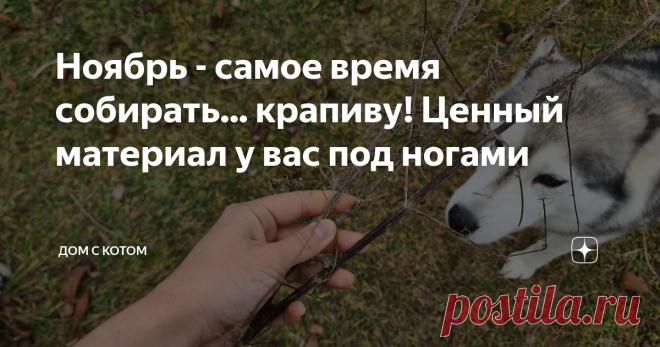 Ноябрь - самое время собирать... крапиву! Ценный материал у вас под ногами Первые, еще бесснежные морозы начали прихватывать наш лес. А это значит, что пришла пора собирать крапиву. Да-да, те самые старые, засохшие стебли, торчащие из пожухлой в оврагах травы. Зеленых, августовских заготовок в этом году не получилось сделать, поэтому пришлось ждать заморозков.  Крапивные стебли нужно срывать у самого корня, они уже точно не жгутся, поэтому можно это смело делать голыми рук...