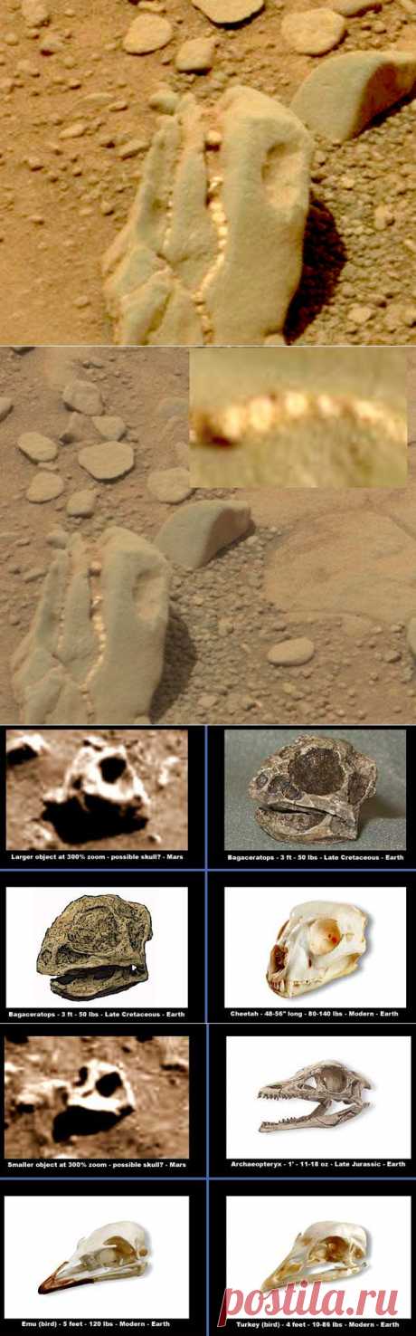 На Марсе обнаружен череп динозавра // KP.RU