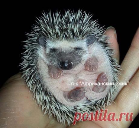 ♥ ЖИВОТНЫЕ ♥ ПРИРОДА ♥