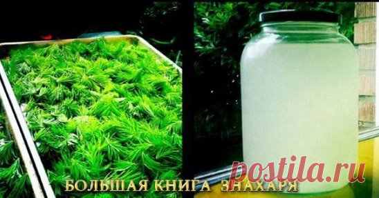 ЗОЛОТОЙ РЕЦЕПТ ПРОФЕССОРА ЕФИМОВА 
Взять горсть молодых побегов сосны (30-50г) длиной 2-3 см, лучше от концевых веточек. Залить 2 литрами воды в эмалированной посуде. Добавить 2 ст л размельченной шелухи лука и 1 ч.л. мелко нарезанного солодкового (лакричного) корня или его порошка. Кипятить на слабом огне 20 минут. 
Затем добавить 2 ст л размятых плодов шиповника и кипятить еще полминуты. Постав