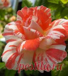 розы