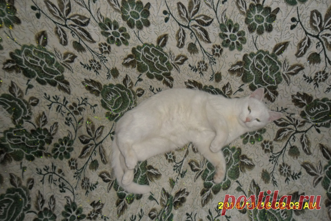 Сонька. Наша любимица!