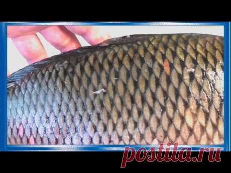 Разделка сазана или карпа на филе совсем без костей для жарки!