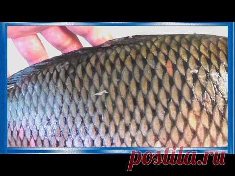 Разделка сазана или карпа на филе совсем без костей для жарки!