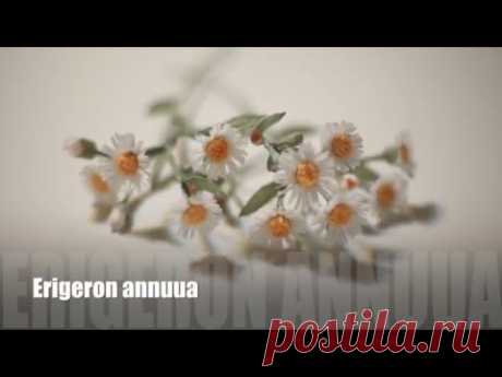 [EASY Tutorial]Wild flower_Erigeron annuus[Crepe paper flower]