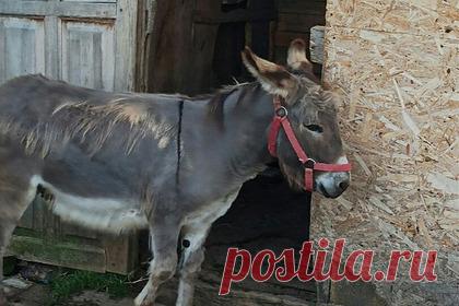 Служители православного храма выбросили больного осла на 25-градусный мороз. Служители православного храма во Владимирской области выбросили больного осла на трассу в 25-градусный мороз. Он заболел, и руководство храма решило оставить ослика умирать на улице. Лежавшее в сугробе животное нашли проезжавшие мимо автомобилисты. Очевидцы пытались помочь ослику, но он замерз насмерть.