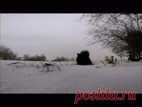 Белка похитила миниатюрную видеокамеру и забралась с ней на дерево. Пожалуй, у нее получился лучший фильм, когда-либо снятый пушистым зверьком.