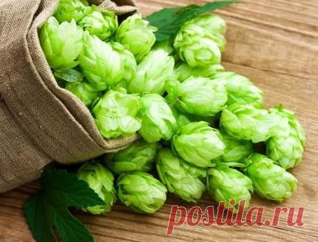 Полезные свойства хмелевых шишек и их способы применения