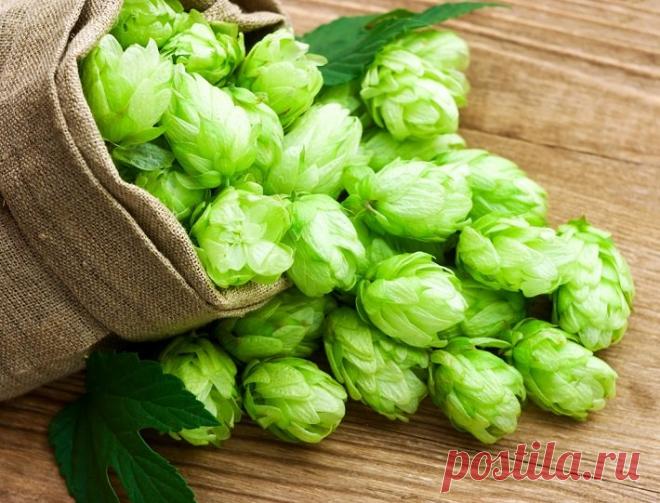 Полезные свойства хмелевых шишек и их способы применения