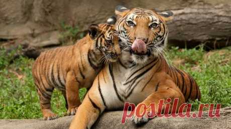 Тигр: большая кошка, которая любит воду | Animalia | Яндекс Дзен