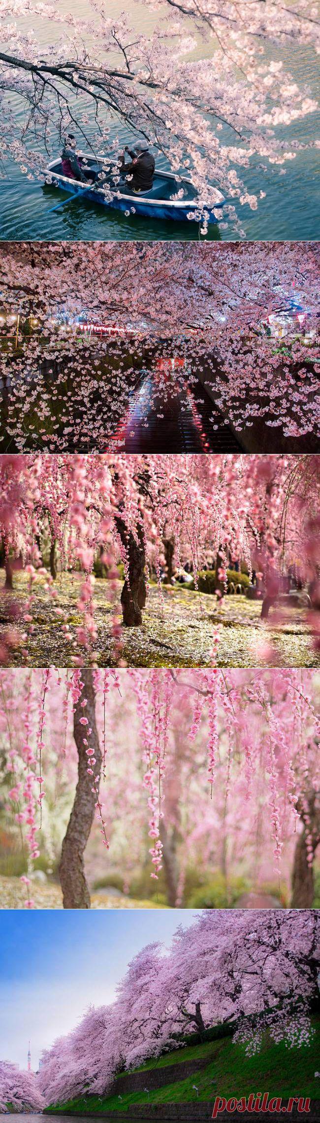 Цветение сакуры в Японии, 2014 год | "Secret worlds"