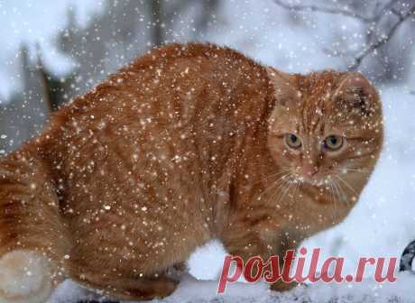 Фотографии кошек, которые достойны восхищения! | Дай лапку