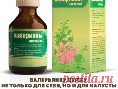 Капусту я не выращивала много лет. А все потому, что постоянно ее кто-то ел: то блошка дырок в листьях понаделает, то гусеницы ходы выгрызут, то слизни оставят на ней свои серебристые отвратительные следы. Не капуста, а какой-то бункер для вредителей.
Два года назад моя соседка по даче рассказала, что спасает свою капусту обычной валерьянкой! Поэтому она у нее как огородная барыня — раскапустится на грядках, одно удовольствие смотреть на нее. И точно, как это я раньше не догадалась, ведь трава