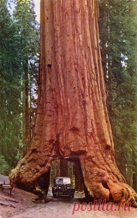 Redwood trees | Adventure