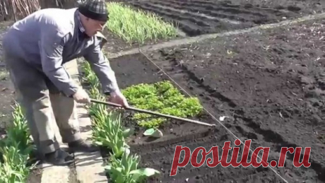 "Огородные вершки" - способы посева 
Огородные вершки – так называют салат, укроп, кресс-салат, кервель и прочие огородные «мелочи».

При посеве зеленных культур, чтобы победить сорняки и реже пропалывать грядку, делают не бороздку, а л…