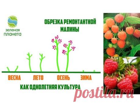 Обрезка ремонтантной малины / Выращивание малины как однолетней культуры и как двухлетней