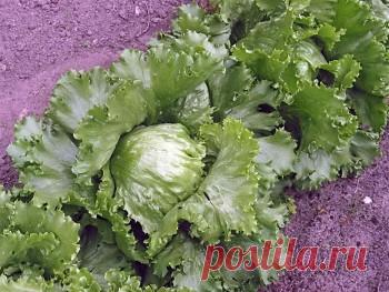 Салат «Айсберг» на грядке