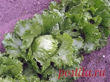 Салат «Айсберг» на грядке