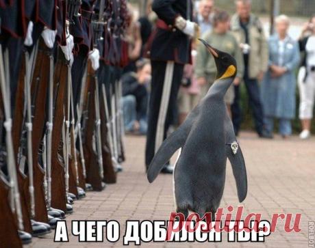 Сэр Нильс Улаф - королевский пингвин, я / История цивилизаций!