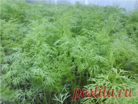 КАК ВЫРАСТИТЬ УКРОП КУСТОМ, А КАК ЗОНТИКОМ!

Укроп бывает разный. Некоторые сорта быстро выдают немного листиков, а затем пускаются в цвет. И торчат в огороде зонтики на длинных лысых стеблях в ожидании урожая огурцов, чтобы пойти на засолку. Но есть и другие сорта, которые растут долго, зато листья у них пышные и густые. И цвести не торопятся. Что же выбрать?

На зелень
Сорта. Салют, Буян, Аллигатор, Дилл, Амазон.

Веточки кустового укропа растут на стебле густо. У них, к...