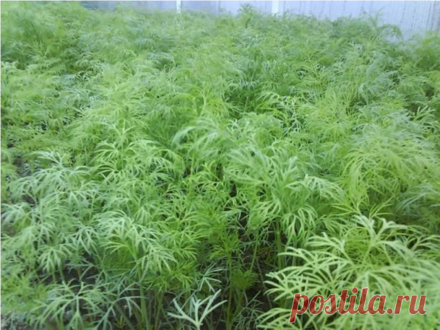 КАК ВЫРАСТИТЬ УКРОП КУСТОМ, А КАК ЗОНТИКОМ!

Укроп бывает разный. Некоторые сорта быстро выдают немного листиков, а затем пускаются в цвет. И торчат в огороде зонтики на длинных лысых стеблях в ожидании урожая огурцов, чтобы пойти на засолку. Но есть и другие сорта, которые растут долго, зато листья у них пышные и густые. И цвести не торопятся. Что же выбрать?

На зелень
Сорта. Салют, Буян, Аллигатор, Дилл, Амазон.

Веточки кустового укропа растут на стебле густо. У них, к...