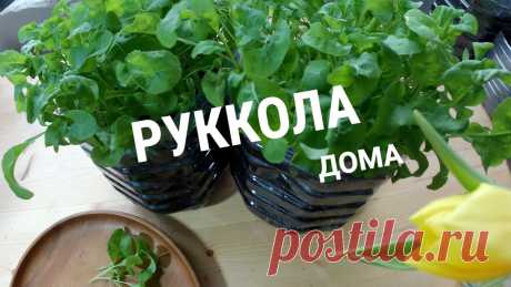 Руккола зимой дома!