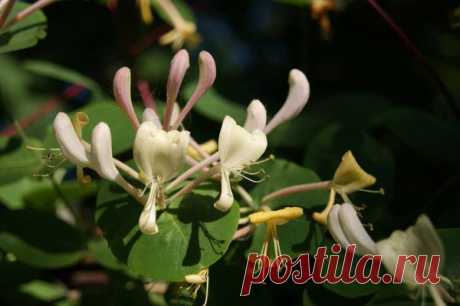 Лето | Фотографии Ксюша Ксюшина | 201 фото