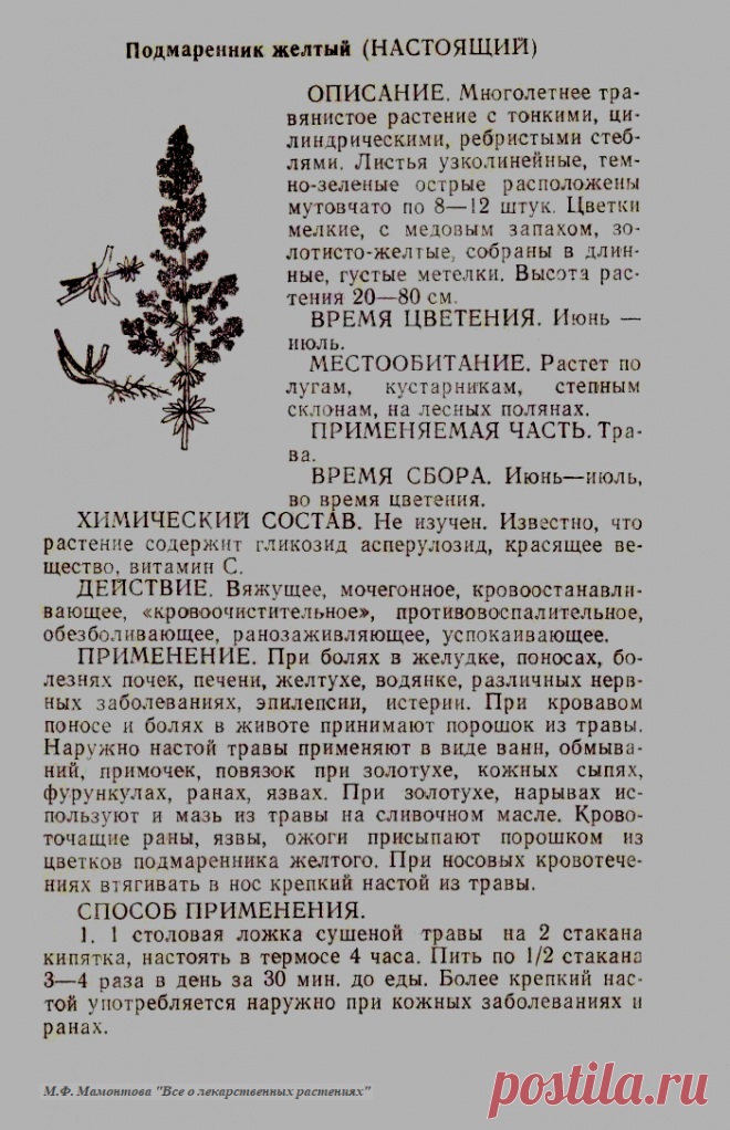 Подмаренник желтый (настоящий)