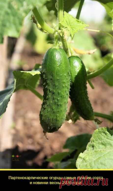 Партенокарпические гибриды огурцов не требуют опыления насекомых и их на много проще растить. Что приводит к интересной особенности, на них полностью отсутствуют пустоцветы так как они не нужны. Что дает нам возможность растить их там где нет возможности опыления. Сейчас на рынках очень много появилось сортов и появляется все более улучшенных и ну конечно уже проверенных.
Лилипут F1- довольно новый сорт отечественного производителя. Обладает хорошей урожайностью, неприхотл...