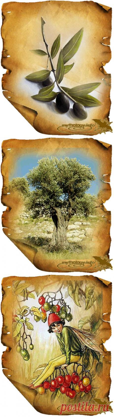 Мифологическая энциклопедия: Растения в мифологии: Олива