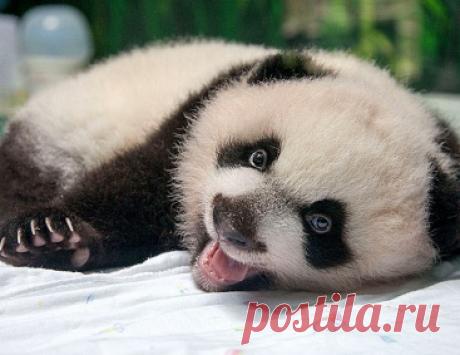 Панды-грязнули издеваются над уборщицей (смешное видео)